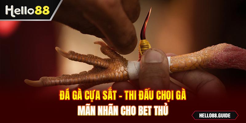 đá gà cựa sắt