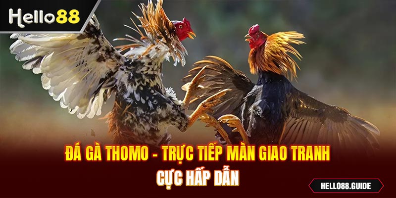 đá gà thomo