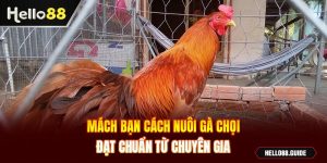 cách nuôi gà chọi